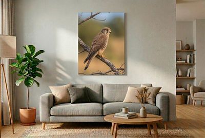 European Kestrel - The Hunter's Watch Ganzkörper-Portrait eines ruhenden Turmfalken auf einem gnarren Kiefernzweig. Weiches, warmes Bokeh-Umfeld.