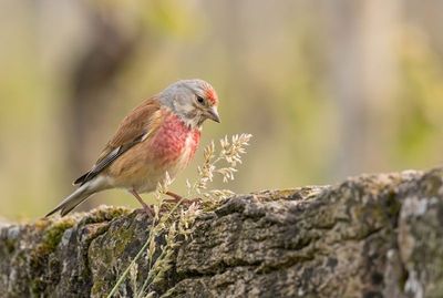 Bluthänfling auf moosiger Steinwand, blickt auf Grashalme, rote Brust im Seitenlicht vor cremigem Bokeh.