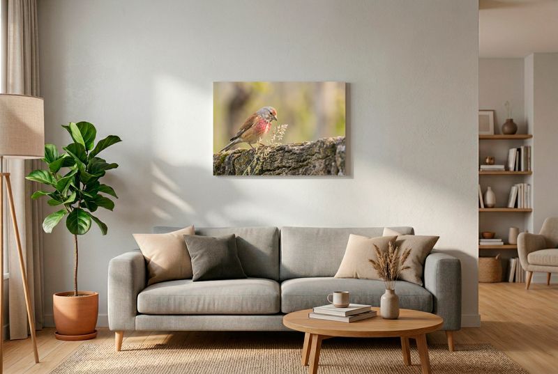 Eurasian Linnet - Amidst the Stones Bluthänfling auf moosiger Steinwand, blickt auf Grashalme, rote Brust im Seitenlicht vor cremigem Bokeh.