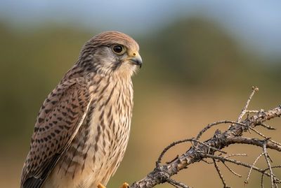 European Kestrel - The Hunter's Gaze Enges Porträt-Foto eines Turmfalken-Kopfes. Kristallklare Augenschärfe, feinste Federtexturen, weiches Bokeh-Umfeld.