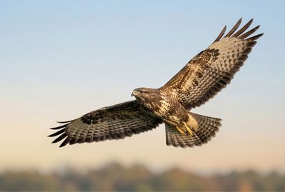 Mäusebussard - Nahaufnahme beim Aufsteigen im hellen Morgenlicht mit ausgebreiteten Flügeln.