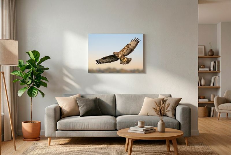 Mäusebussard - Nahaufnahme beim Aufsteigen im hellen Morgenlicht mit ausgebreiteten Flügeln.