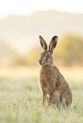 European Hare - Alert Profile Ein Feldhase, witternd und wachsam im grünen Gras.