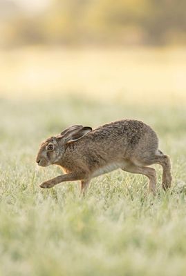 European Hare - Fast Sprint Ein Feldhase sprintet im flachen Bogen durch das Taugras.