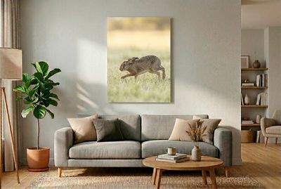 European Hare - Fast Sprint Ein Feldhase sprintet im flachen Bogen durch das Taugras.