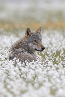 Ein sitzender grauer Wolf schaut inmitten von weißen Wollgrasblüten über seine rechte Schulter in die Ferne.