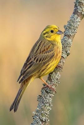 Yellowhammer - Symmetry in Detail Rückseitiges Porträt einer Goldammer auf einem Flechtenast, zeigt die perfekte Gefiederstruktur.