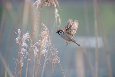 Eurasian Tree Sparrow – Wingbeat in the Sun Feldsperling im Anflug, Flügel hoch gespreizt, landet auf Schilfhalmen, weicher Hintergrund.