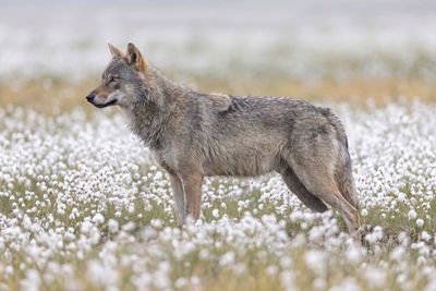 Ein grauer Wolf steht im Profil in einem Feld voller weißer Wollgrasblüten und blickt aufmerksam nach links.