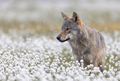 Wolf - Watchful Gaze Nahaufnahme eines grauen Wolfs im Halbprofil, der aufmerksam inmitten einer Wiese mit weißen Blumen nach links schaut.