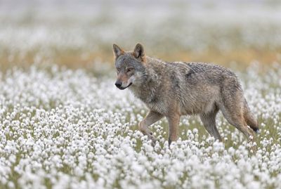 Ein grauer Wolf läuft mit erhobener Pfote gemächlich von rechts nach links durch ein Feld voller weißer Blumen.