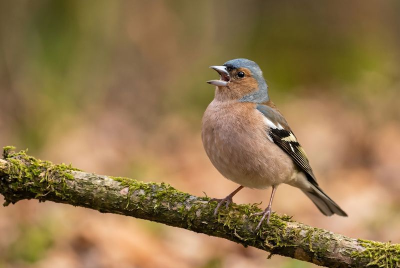 Chaffinch – Spring Melody Buchfink auf bemoostem Ast, singt mit offenem Schnabel vor weichem, waldgrünem Bokeh.
