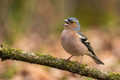 Chaffinch – Spring Melody Buchfink auf bemoostem Ast, singt mit offenem Schnabel vor weichem, waldgrünem Bokeh.
