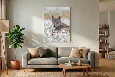 Wolf - Eye to Eye with Nature Nahaufnahme eines liegenden grauen Wolfs, der den Betrachter direkt aus einem Meer weißer Blüten anblickt.