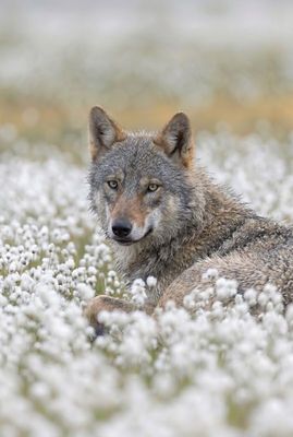 Wolf - Eye to Eye with Nature Nahaufnahme eines liegenden grauen Wolfs, der den Betrachter direkt aus einem Meer weißer Blüten anblickt.
