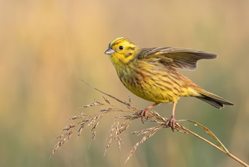 Yellowhammer - Takeoff into the Golden Hour Goldammer startet mit ausgebreiteten Flügeln von einem trockenen Schilfhalm vor weichem, goldenem Hintergrund.