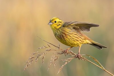 Goldammer startet mit ausgebreiteten Flügeln von einem trockenen Schilfhalm vor weichem, goldenem Hintergrund.