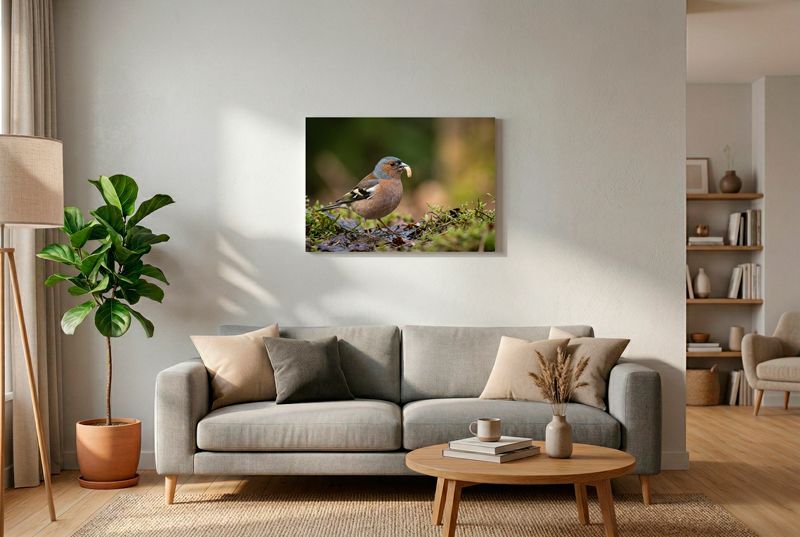 Chaffinch – Plentiful Harvest Buchfink auf Waldboden mit Moos, hält fette Larve stolz im Schnabel vor dunklem Waldhintergrund.