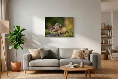 Chaffinch – Plentiful Harvest Buchfink auf Waldboden mit Moos, hält fette Larve stolz im Schnabel vor dunklem Waldhintergrund.