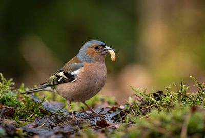 Chaffinch – Plentiful Harvest Buchfink auf Waldboden mit Moos, hält fette Larve stolz im Schnabel vor dunklem Waldhintergrund.