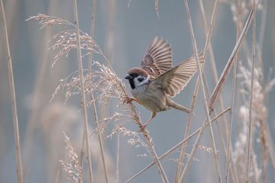 Eurasian Tree Sparrow – Grasping the Reed Detailaufnahme Feldsperling im Flug, beide Flügel gespreizt, Füße nach vorne zum Schilf greifend.