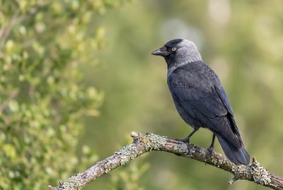 Western Jackdaw - Sentinel on the Trunk Ein Dohlen-Portrait im Hochformat, ruhig auf einem Baumstamm sitzend, mit klarem Auge vor weichem Grün.