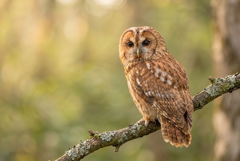 Tawny Owl - Resting in Golden Light Gesamtansicht eines Waldkauzes, der ruhig auf einem flechtenbesetzten Ast sitzt, weicher Bokeh-Hintergrund.