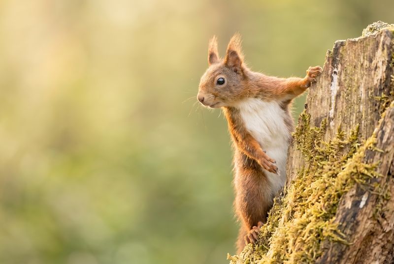 Red Squirrel – Alert on the Tree Trunk Eichhörnchen klettert an einem bemoosten Baumstamm empor und blickt aufmerksam nach links in das sanfte Licht.