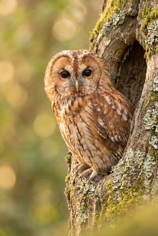 Tawny Owl - Guardian of the Tree Hollow Nahaufnahme eines Waldkauzes, der aus einer moosigen Baumhöhle im warmen Abendlicht blickt.