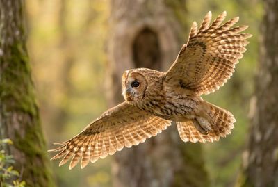 Ein Waldkauz im vollen Flug mit weit ausgebreiteten Flügeln, aufgenommen im sonnigen Wald.