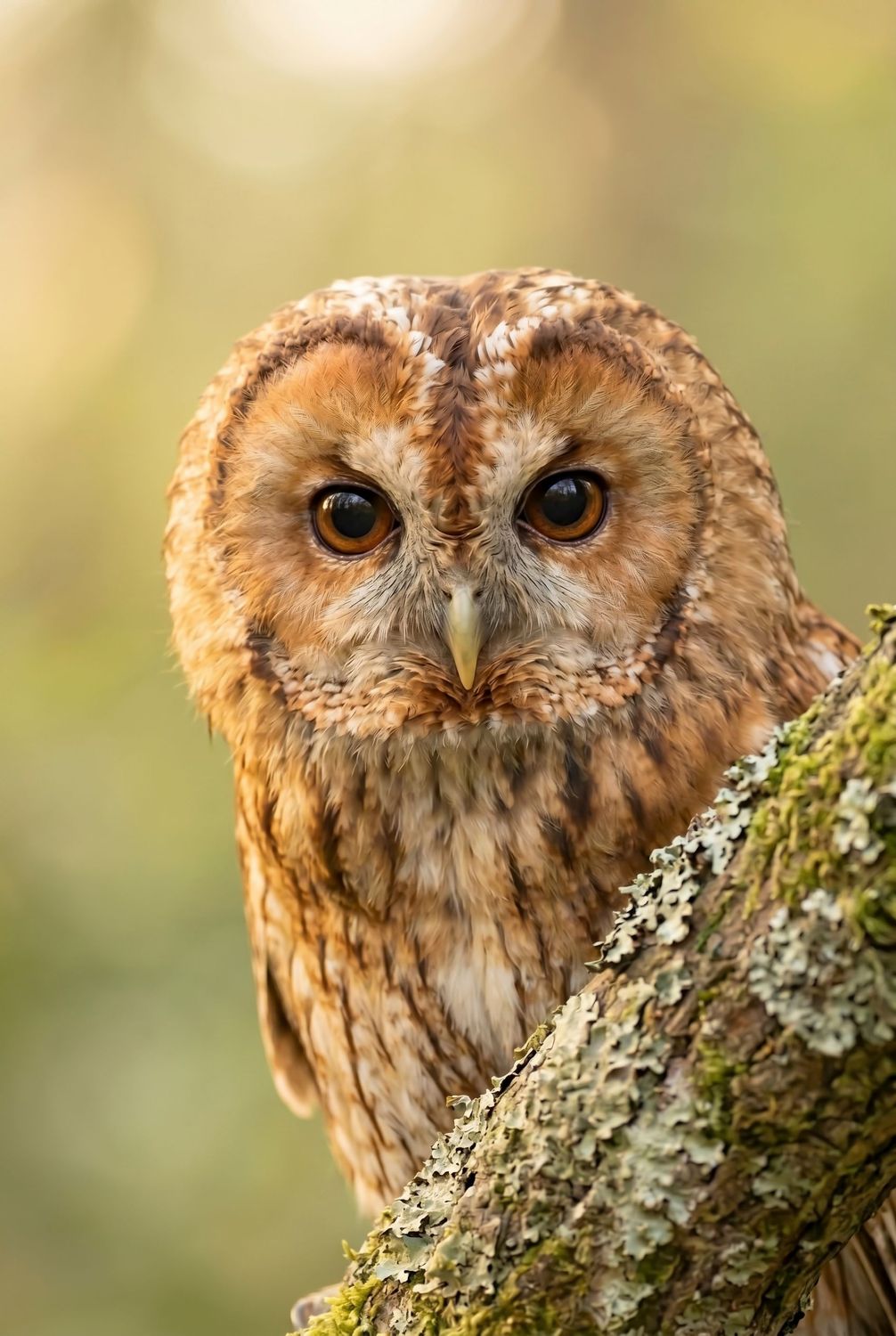 Tawny Owl - The Piercing Stare Frontales Porträt eines Waldkauzes, der direkt mit großen, dunklen Augen in die Kamera schaut.