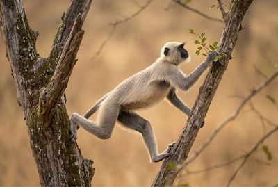 Ein Hulman-Affe klettert dynamisch an einem alten Baumstamm im indischen Nationalpark.