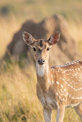 Spotted Deer – Alert Gazing Nahaufnahme eines Axishirschs von vorne im weichen Sonnenlicht, Termitenhügel im sanften Bokeh.