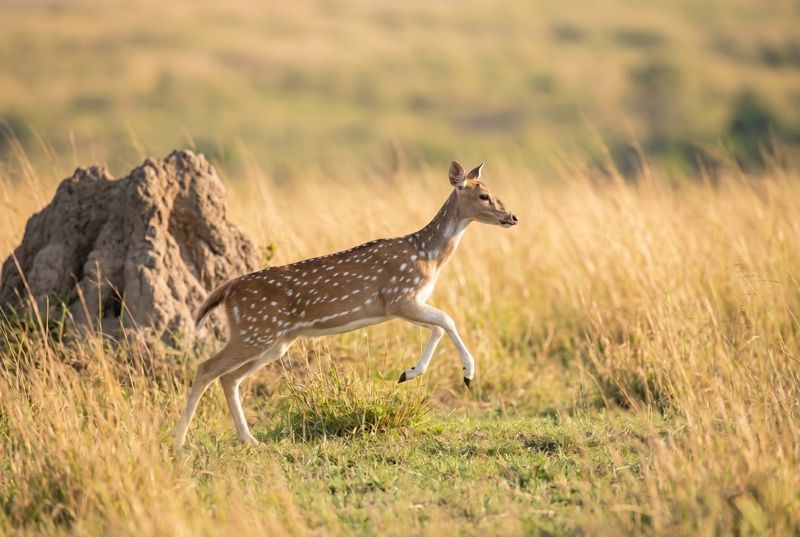 Springender Axishirsch im hellen Grasland von Ranthambore vor einem unscharfen Termitenhügel.