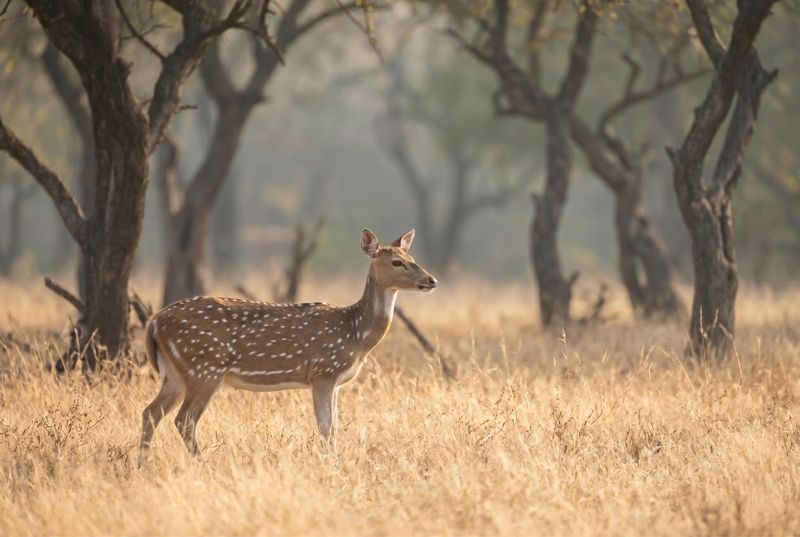 Axishirsch steht im Profil auf einer sonnigen Wiese vor unscharfen Bäumen im Ranthambore-Nationalpark.