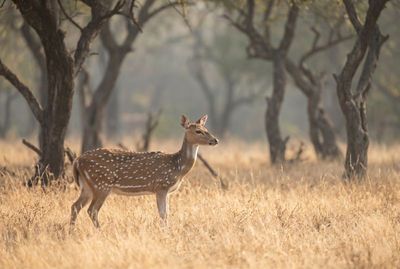 Axishirsch steht im Profil auf einer sonnigen Wiese vor unscharfen Bäumen im Ranthambore-Nationalpark.