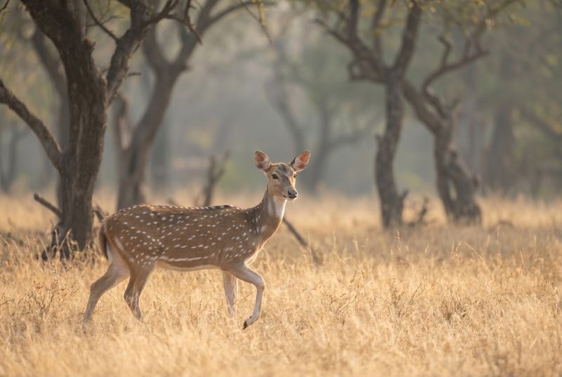 Ein Axishirsch schreitet aufmerksam angehobenem Bein durch das goldene Gras des Ranthambore-Nationalparks.