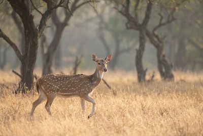 Ein Axishirsch schreitet aufmerksam angehobenem Bein durch das goldene Gras des Ranthambore-Nationalparks.