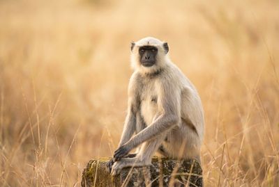 Hanuman Langur – Gaze of the Wild Ein Hulman-Affe sitzt auf einem Stein und blickt direkt mit ruhigen Augen in die Kamera.