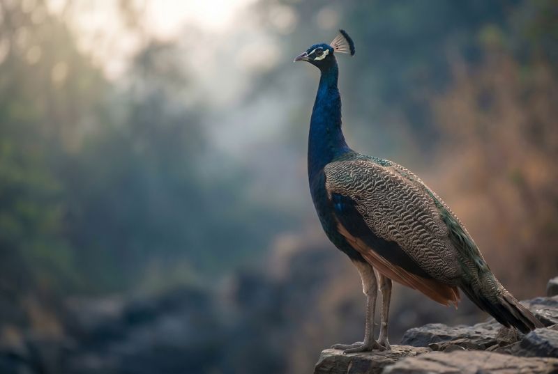 Peacock – Majestic View in the Morning Mist Stolzer Pfau steht im Hochformat auf einem Felshang vor weichem Waldhintergrund.