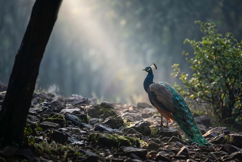 Peacock – Awakening in Golden Forest Light Ein Pfau im Querformat auf steiniger Lichtung, erhellt von einem sanften Lichtstrahl.