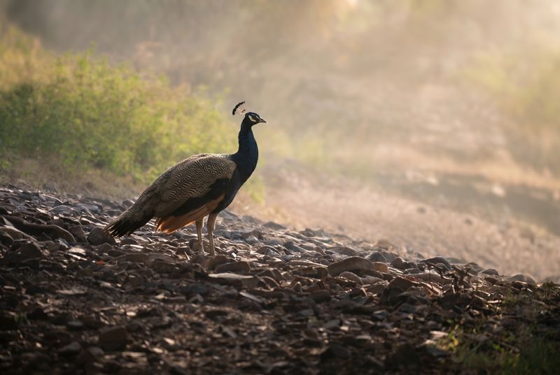 Pfau im Profil auf steinigem Boden bei hellem, dezentem Morgenlicht im Querformat.