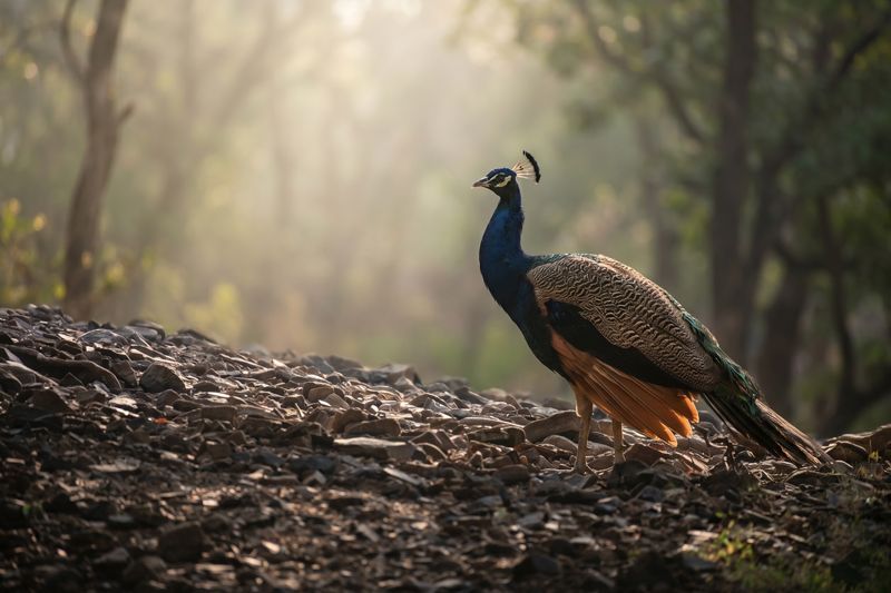 Pfau zeigt im Querformat seine bronzenen Prachtfedern auf felsigem Hang im Gegenlicht.