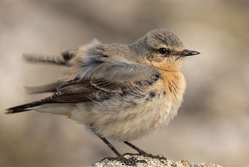 Northern Wheatear – Feathers in the Wind Steinschmätzer sitzt auf einem Stein, während der Wind seine grauen und beigen Federn aufplustert. Soft-Fokus-Hintergrund.