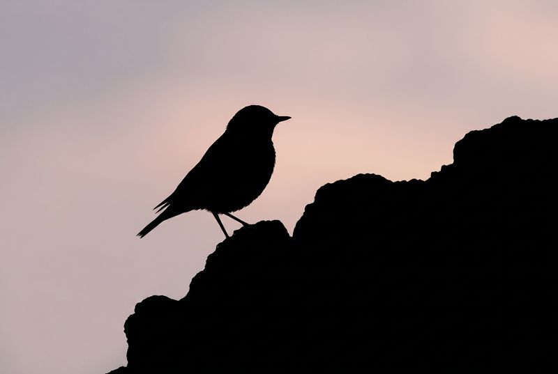 Northern Wheatear – Silhouette in the Evening Light Silhouetten-Nahaufnahme eines Steinschmätzers auf einem Felsen vor einem sanft rosa-grau verlaufenden Abendhimmel.
