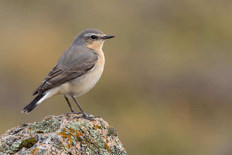 Northern Wheatear – Elegance on rocky heights Ein Steinschmätzer sitzt auf der Spitze eines Steins, im Drittel-Raster platziert.