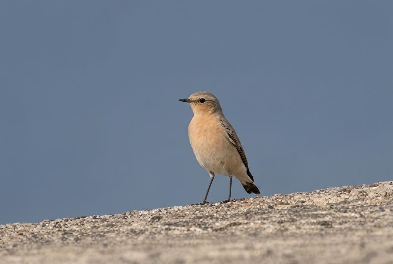 Northern Wheatear – Detailed Elegance Hochaufgelöster Steinschmätzer mit feinen Federn auf einer Kieselmauer vor klarem, blauem Hintergrund.
