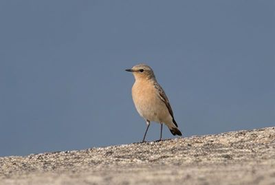 Northern Wheatear – Detailed Elegance Hochaufgelöster Steinschmätzer mit feinen Federn auf einer Kieselmauer vor klarem, blauem Hintergrund.