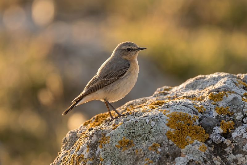 Northern Wheatear – Sun Dappled Perch Steinschmätzer sitzt im warmen Abendlicht auf einem mit gelben Flechten bewachsenen Felsen, weicher Fokus.