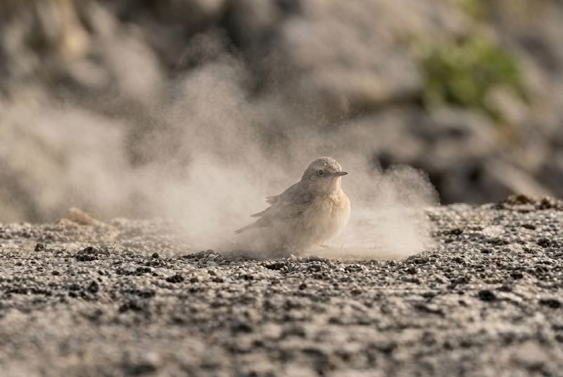 Northern Wheatear – Dust Bathing in Backlight Ein Steinschmätzer nimmt ein staubiges Bad auf felsigem Boden, feine Staubwolken wirbeln im weichen Licht auf.